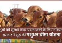 Haryana Pashudhan Bima Yojana 2025 : पशुओ को सुरक्षा कवर प्रदान करने के लिए हरियाणा सरकार ने शुरू की पशुधन बीमा योजना Haryana Pashudhan Bima Yojana sanvadata